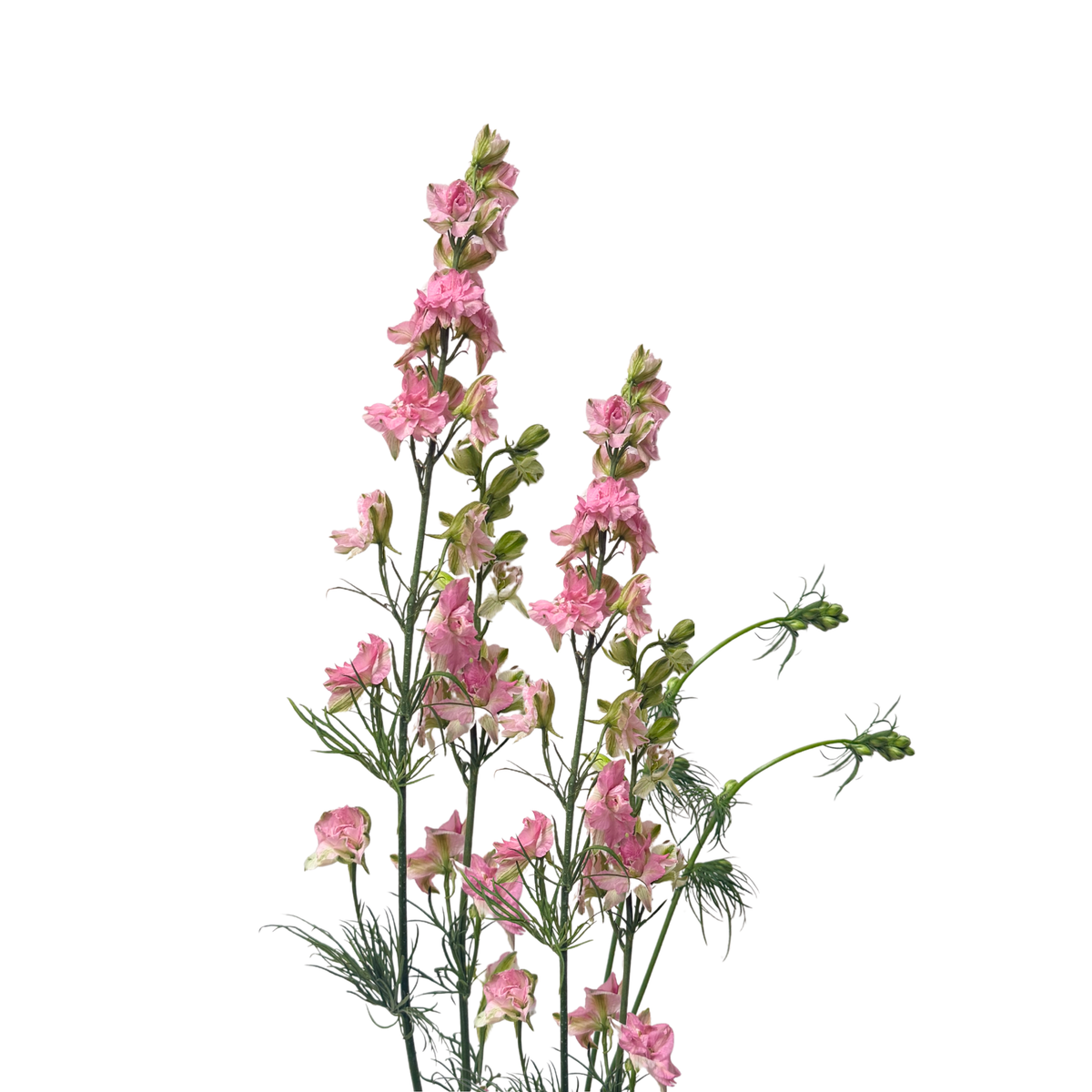 PK Larkspur Pink