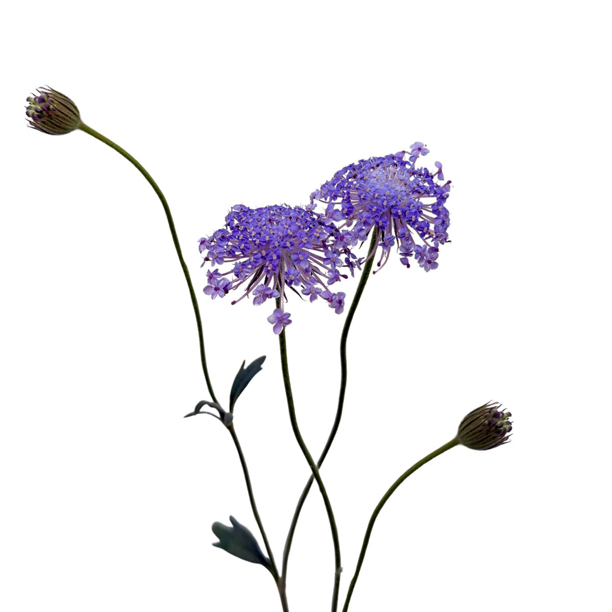 Didiscus Blue