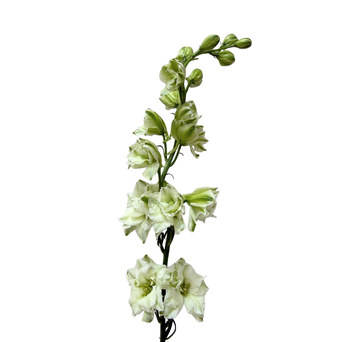 PK Larkspur White