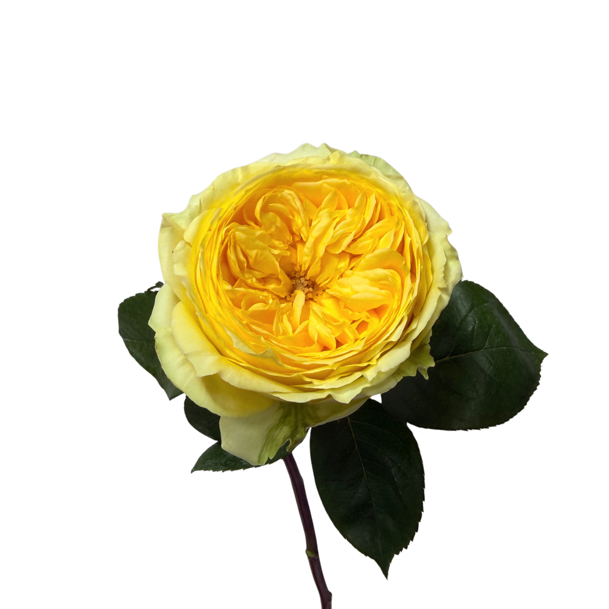 Catalina