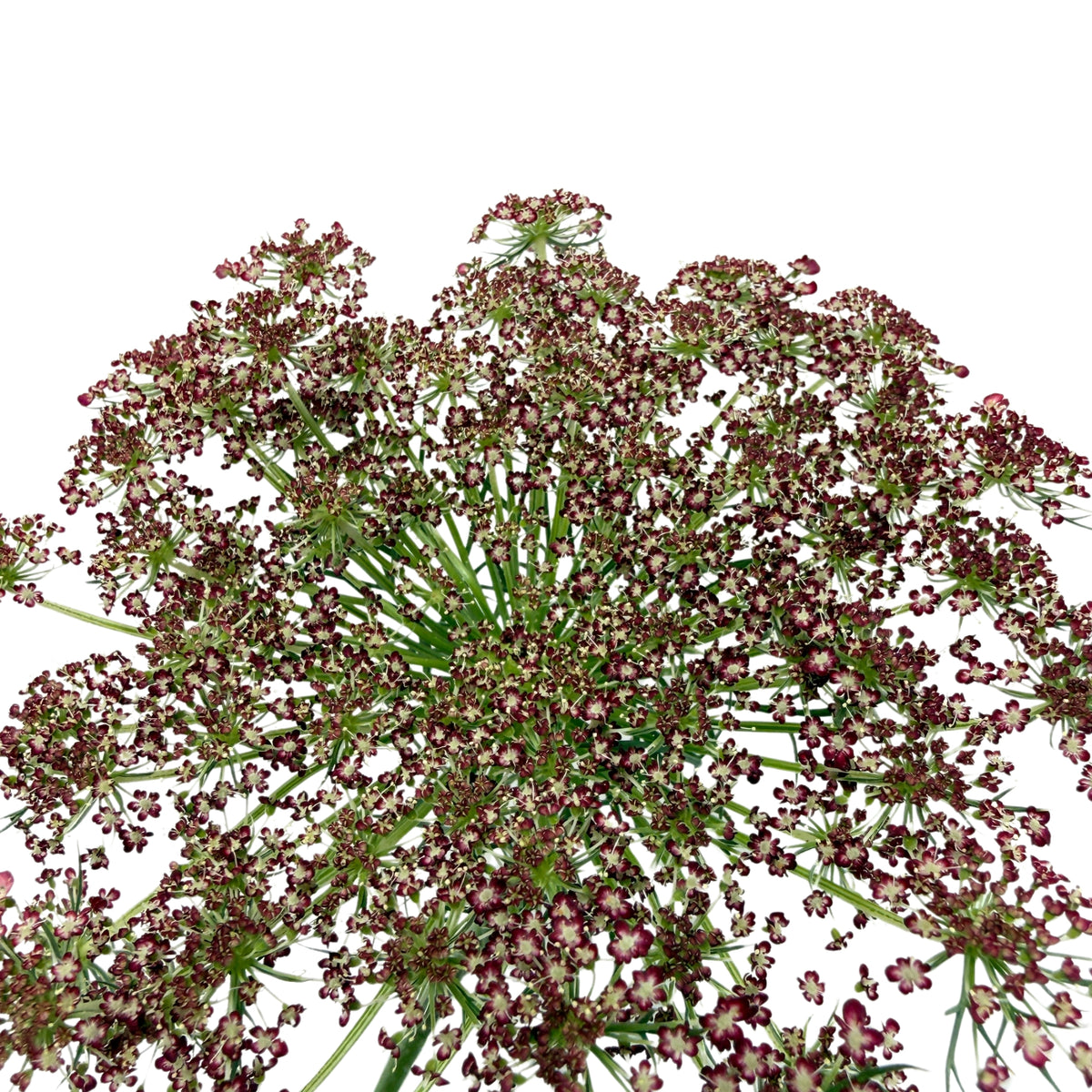 Ammi Majus Red