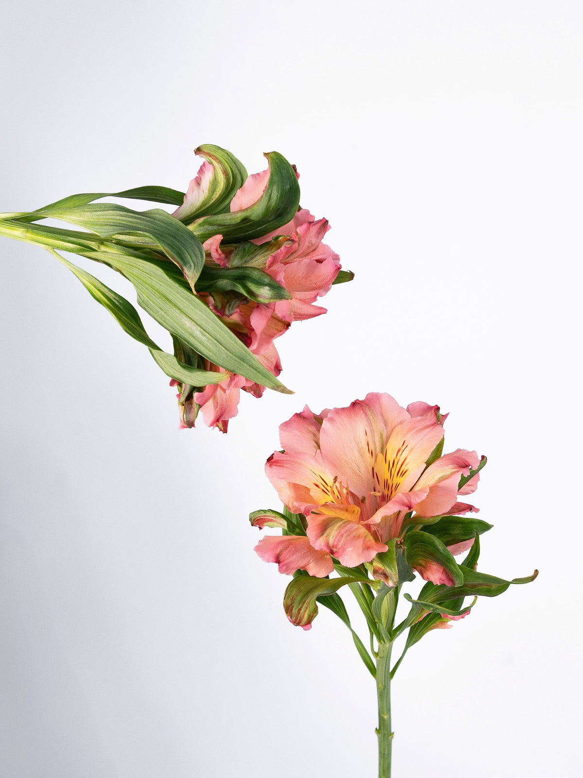 Astromelia Fashionista Pink