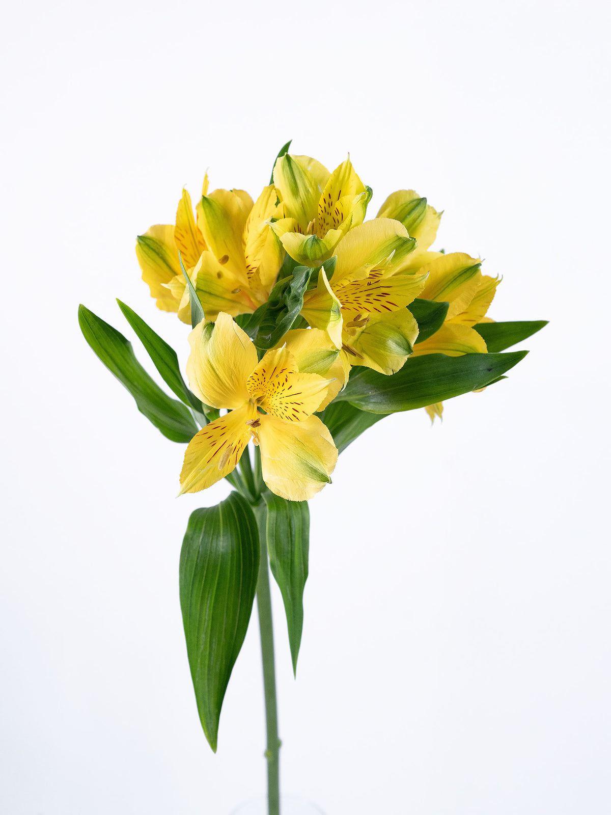 Phoenix Yellow