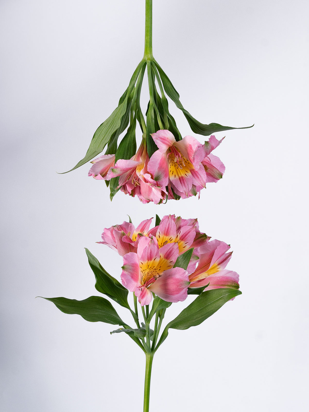 Phoenix Light Pink