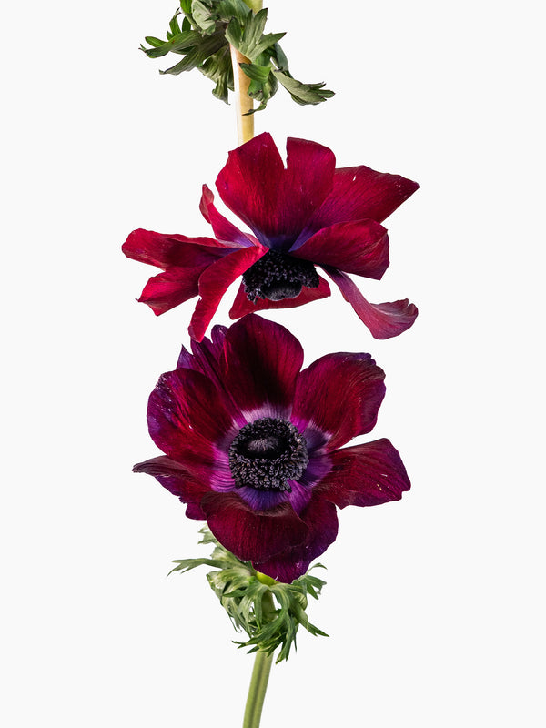 Anemones