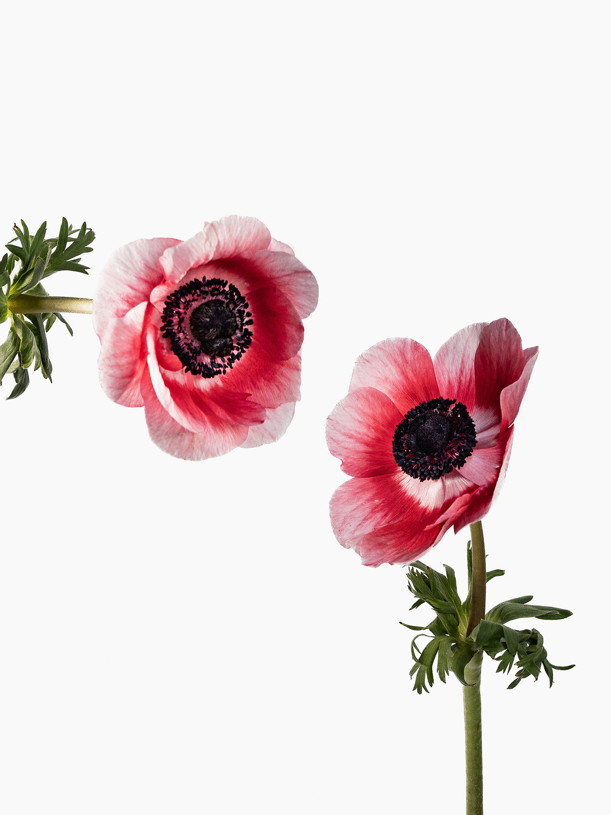 Anemone White & Red
