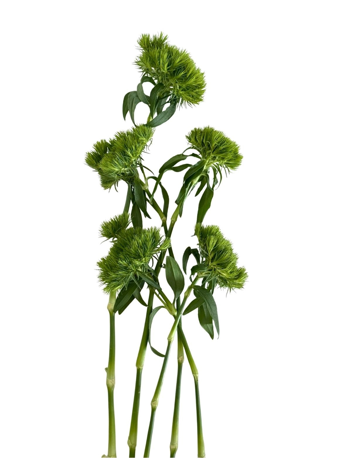 Dianthus Green Wicky
