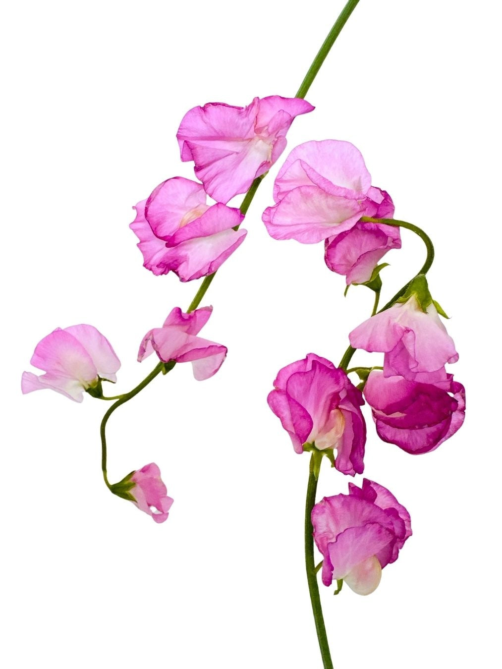 Sweet Pea Winter Rose