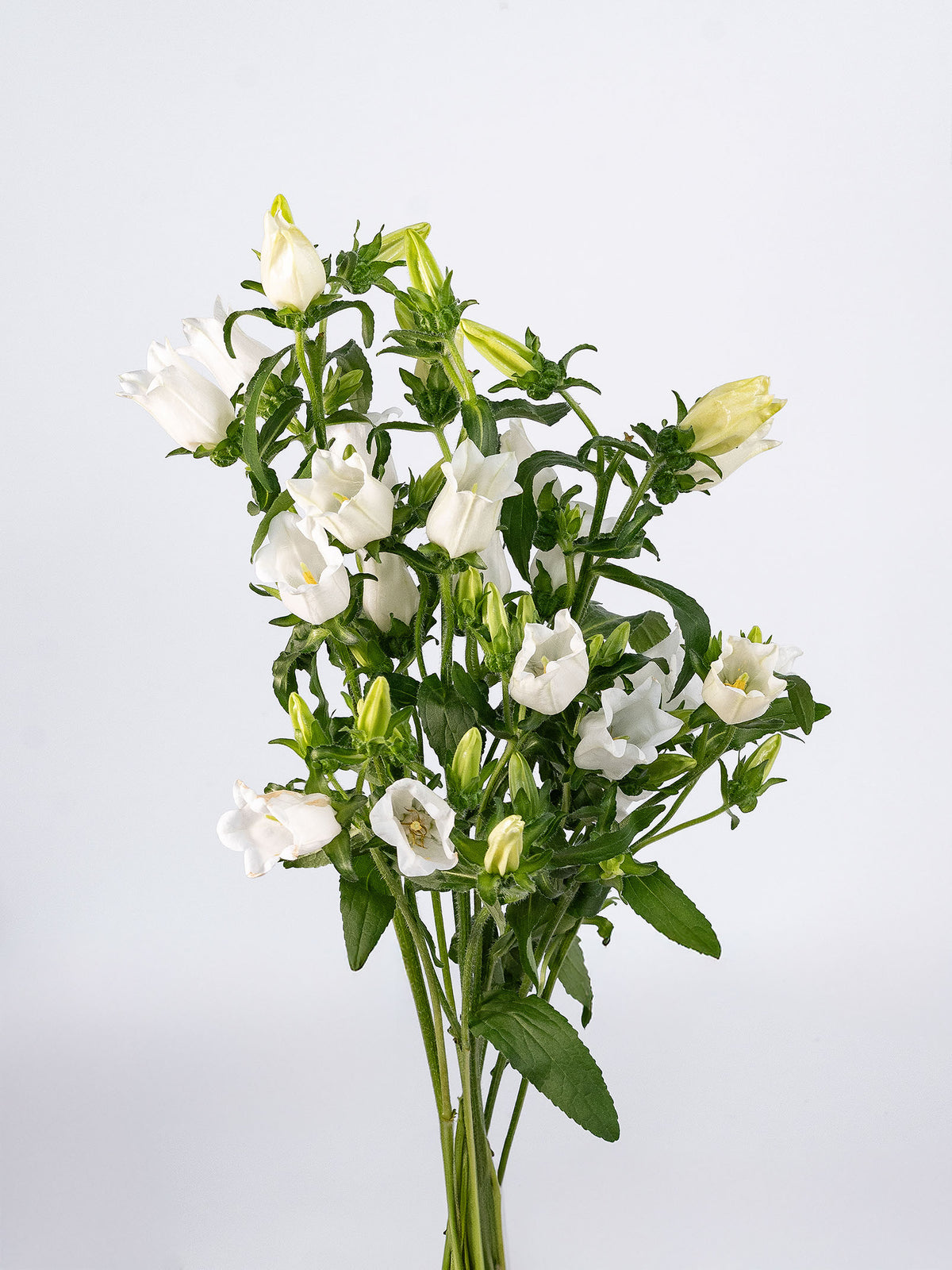 Campanula White