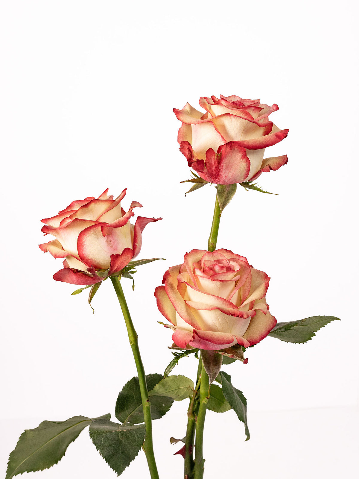 Carrousel