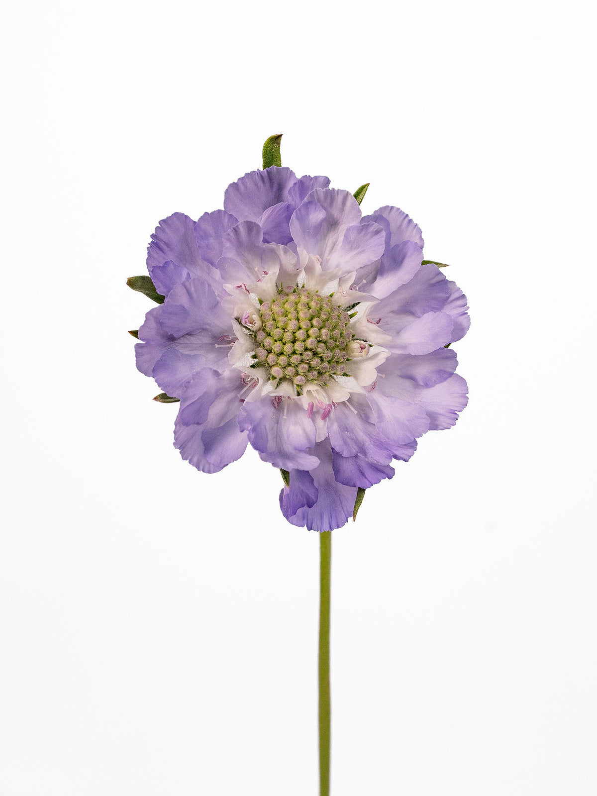Caucasian Escabiosa Deep Blue
