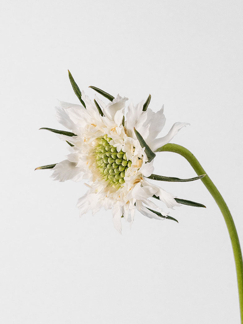 Caucasian Escabiosa White