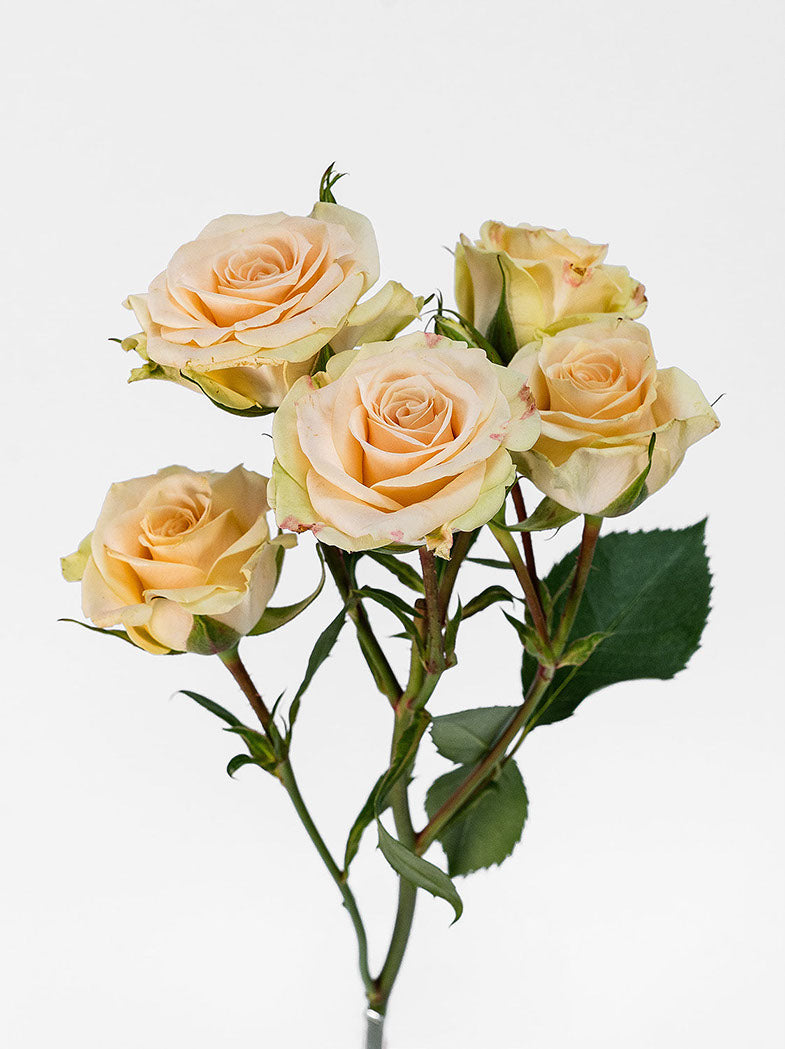 Creta Spray Rose