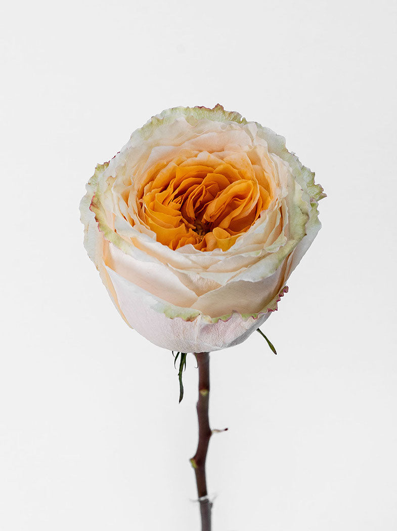 Cristal Flame
