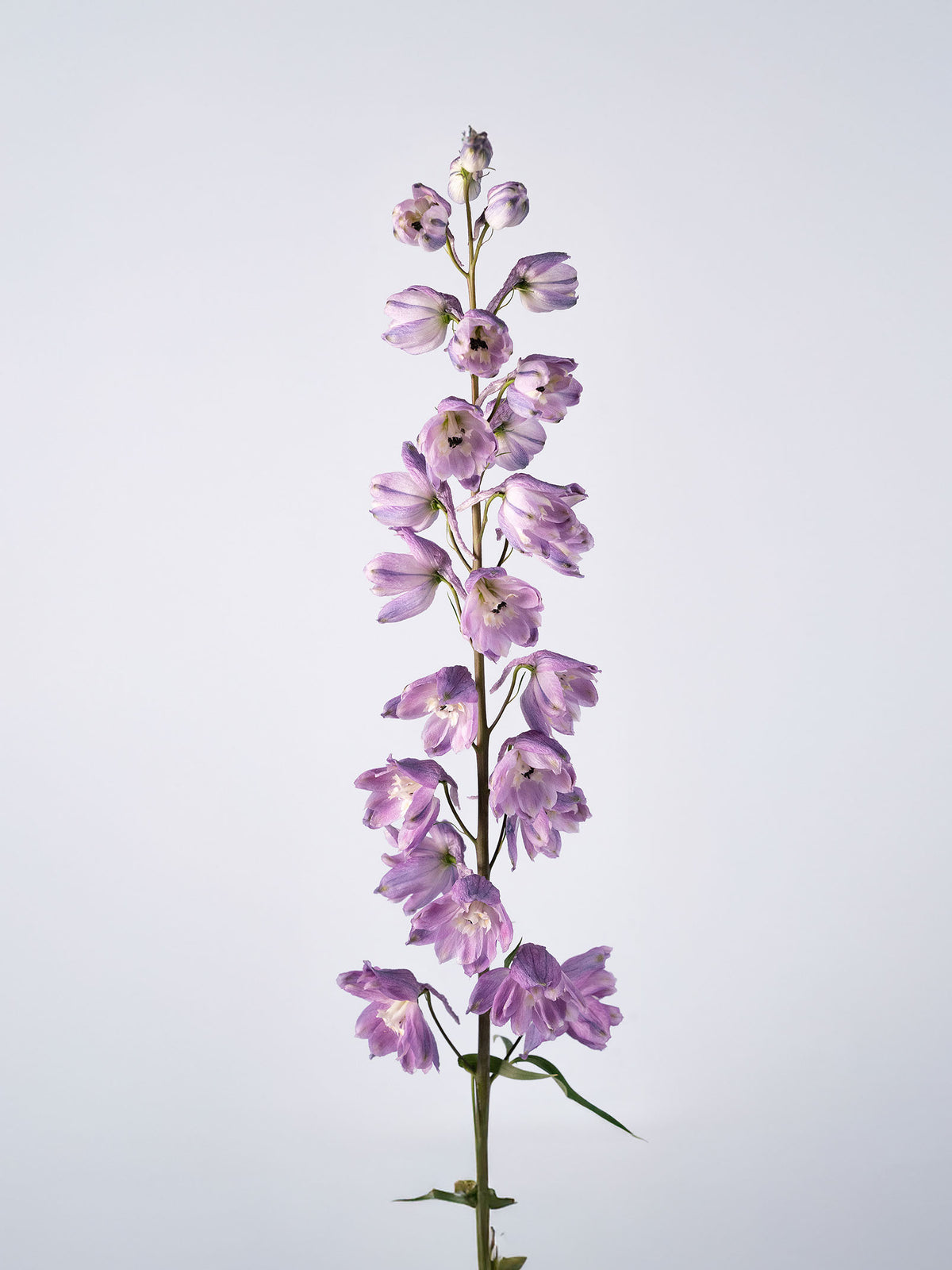 Delphinium Soft Purple