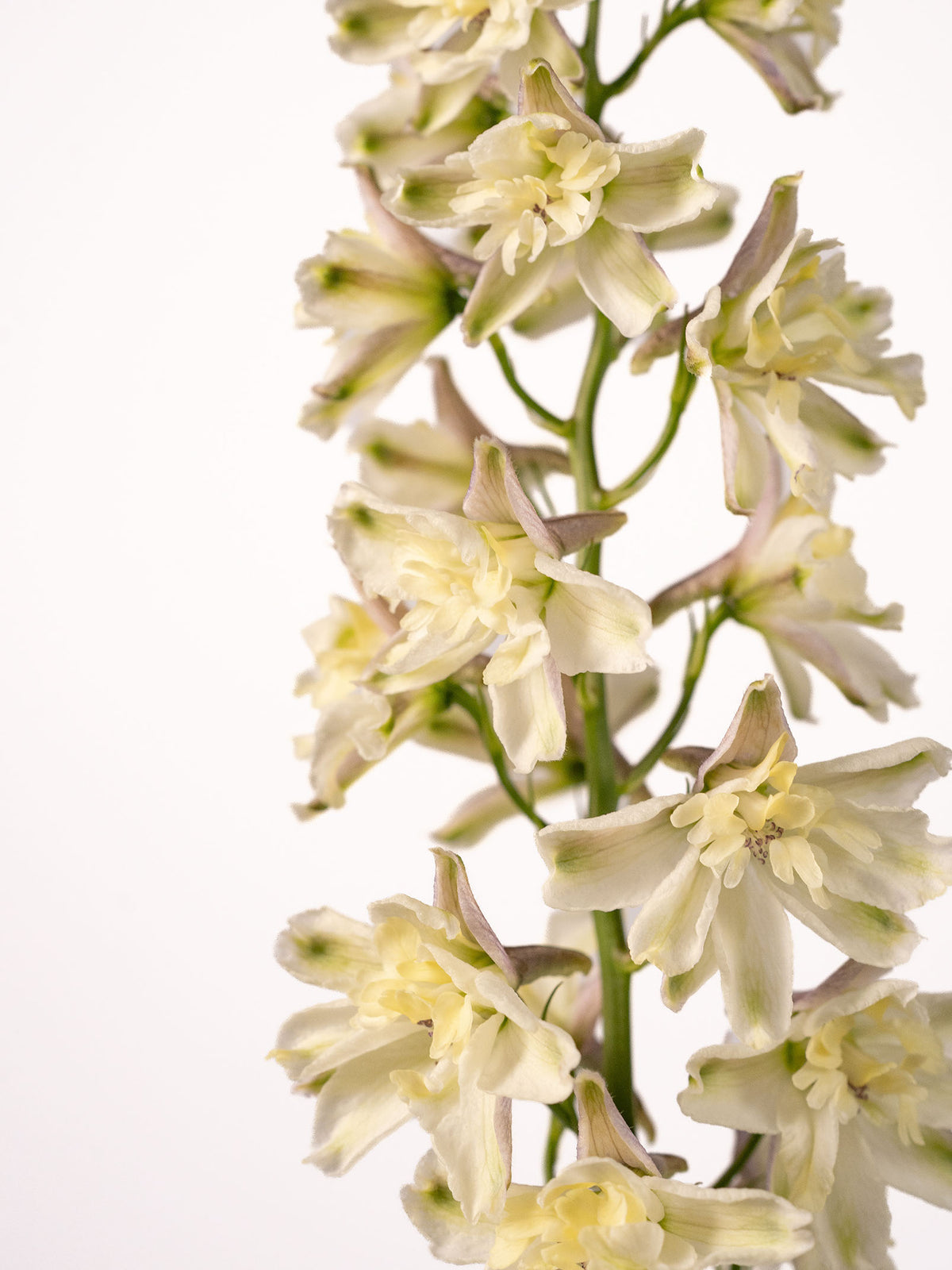 Delphinium Trick Light Yellow