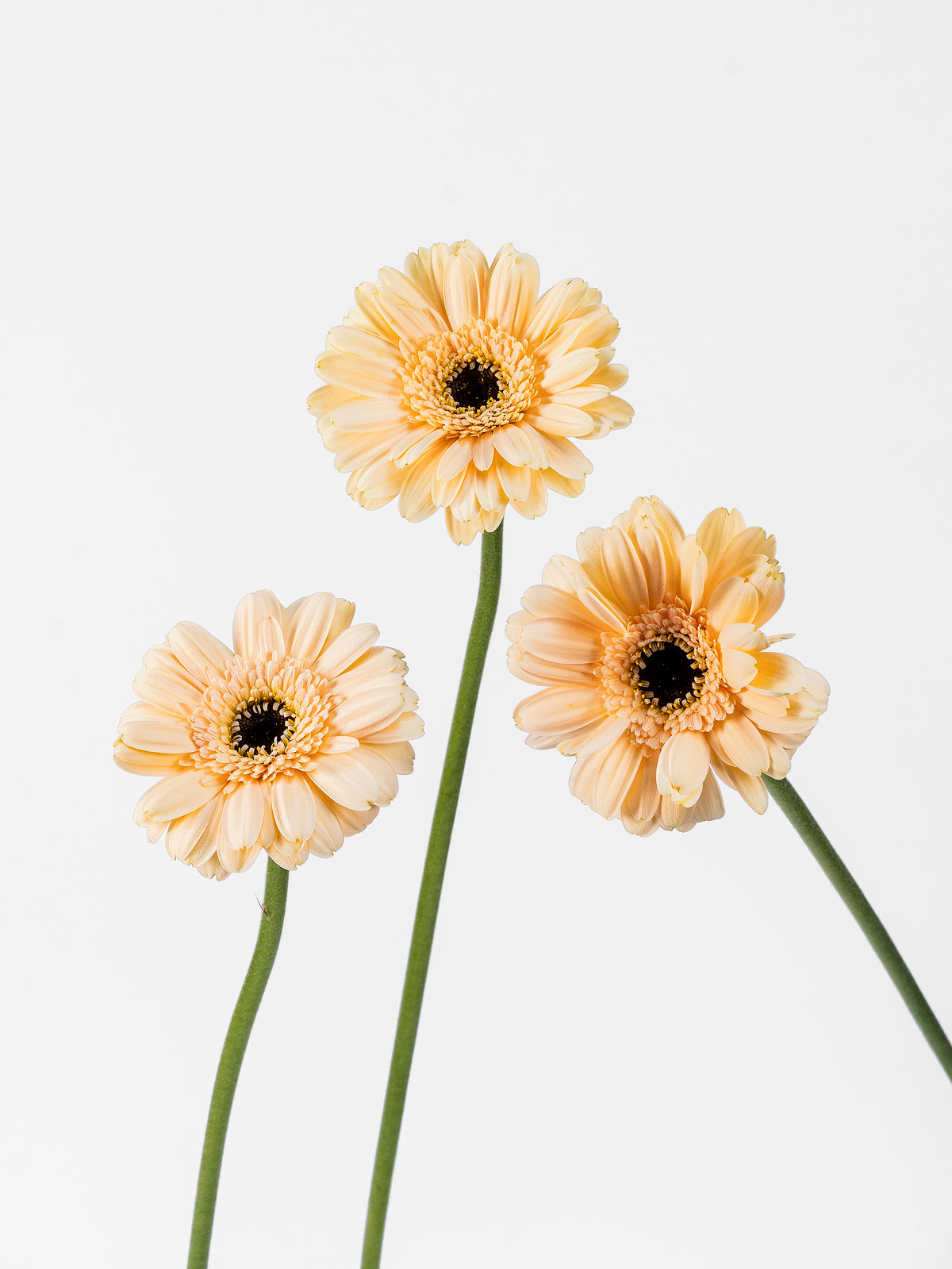 Mini Gerbera Café