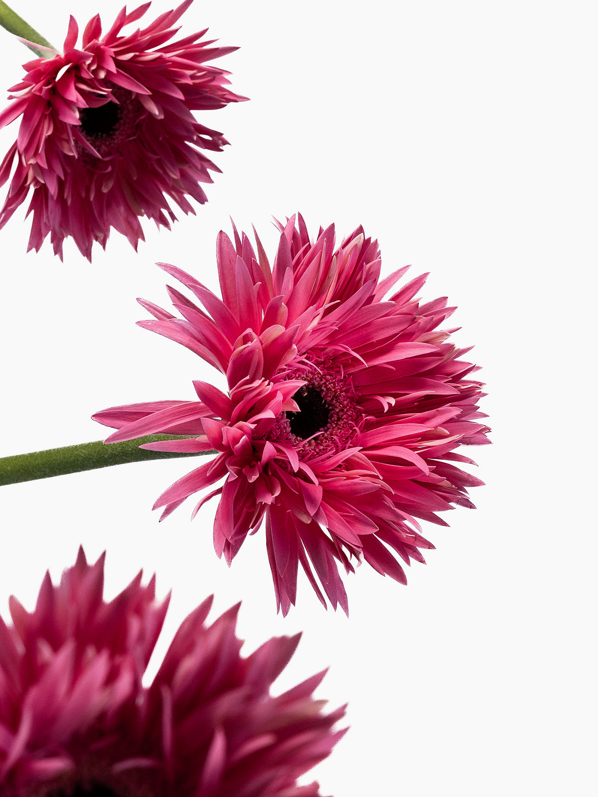 Mini Gerbera Amazing