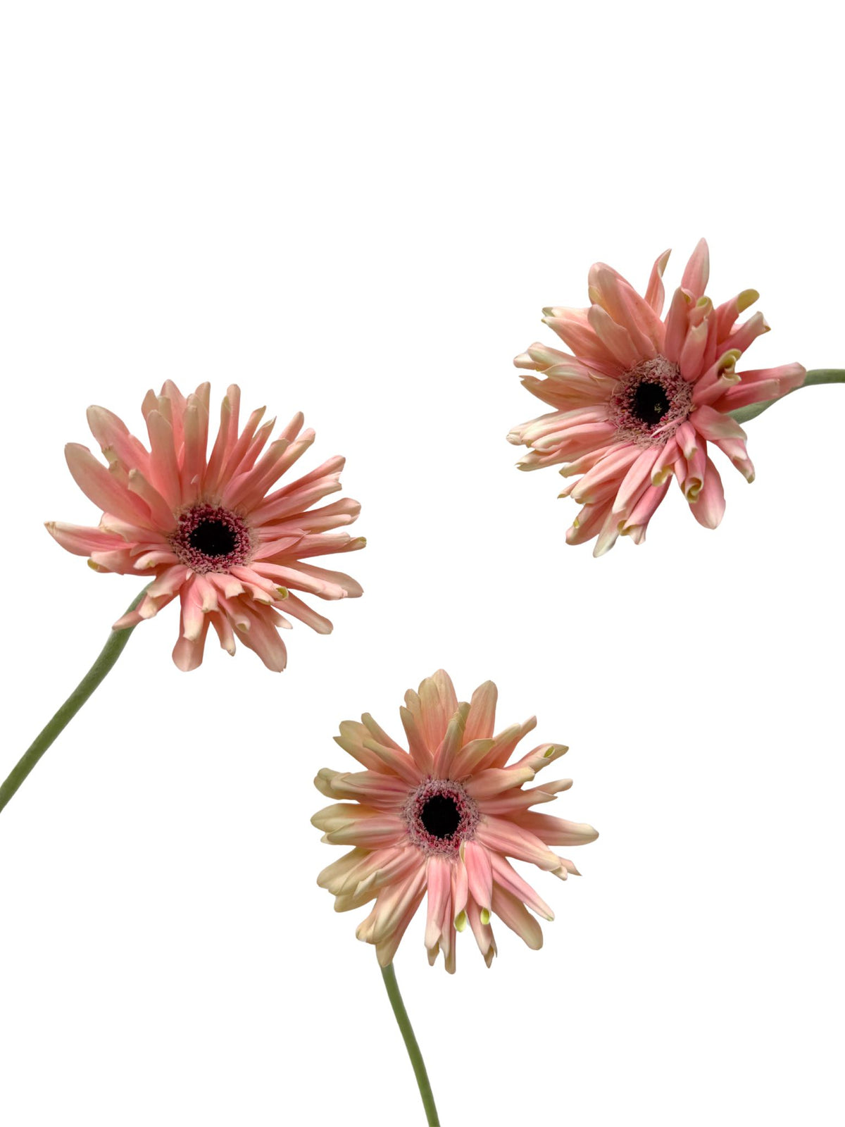 Mini Gerbera Pastini Pesaro