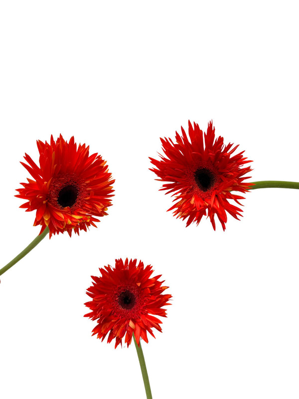 Gerberas