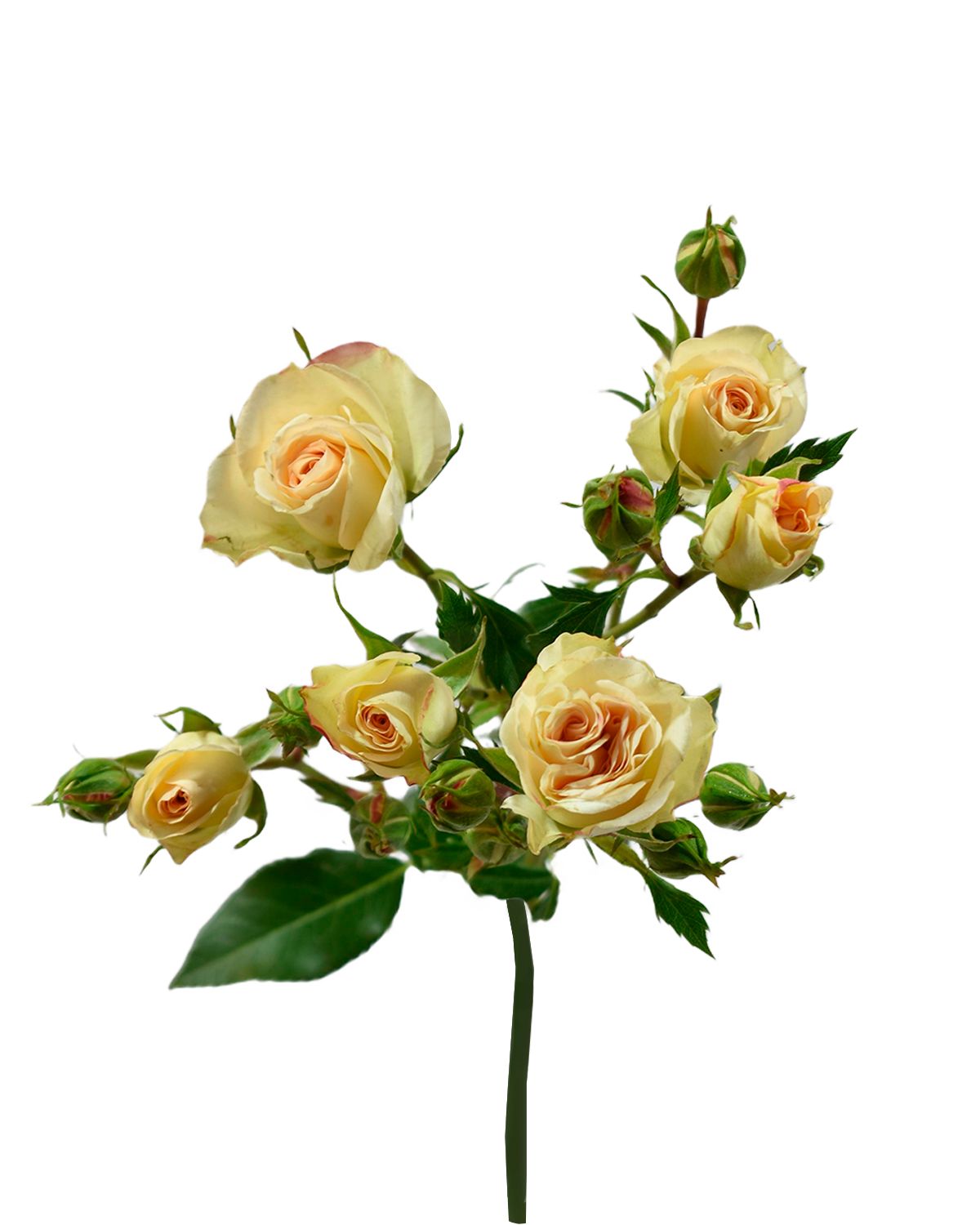Lesbos Spray Rose