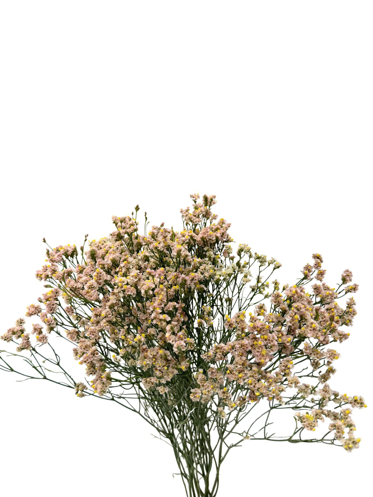 Limonium Nectarine