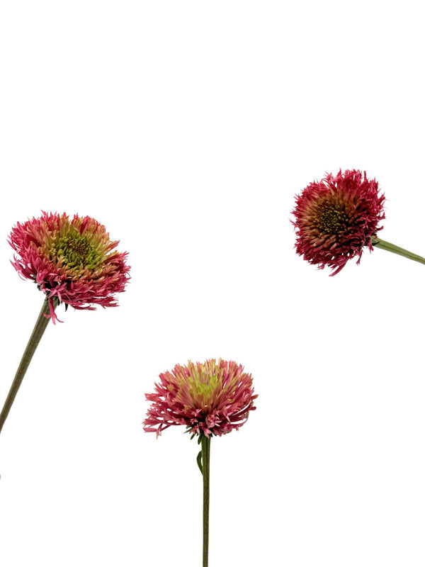 Echinacea