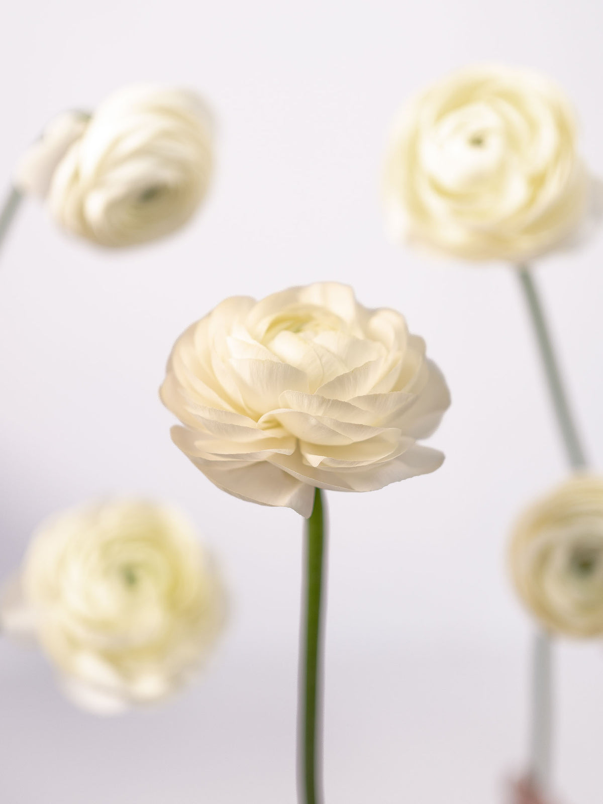 Elegance White