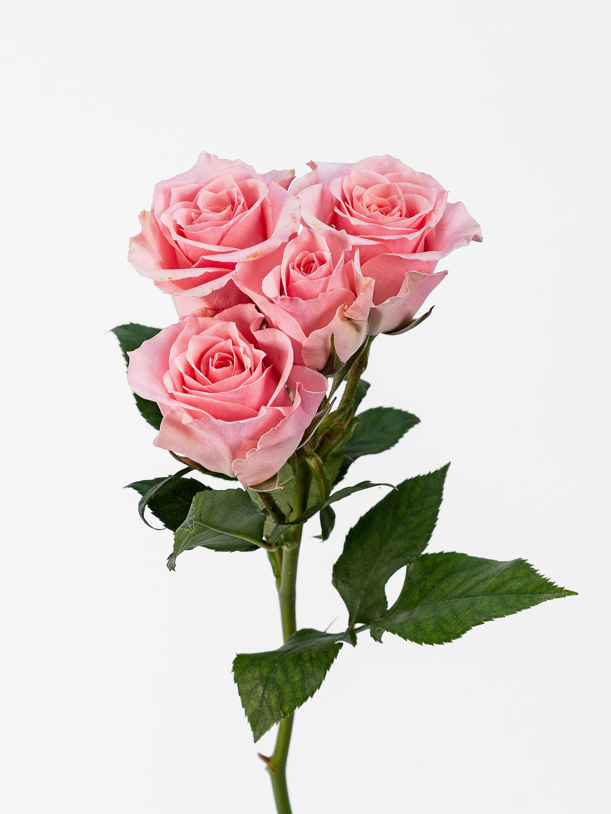 Elva Spray Rose