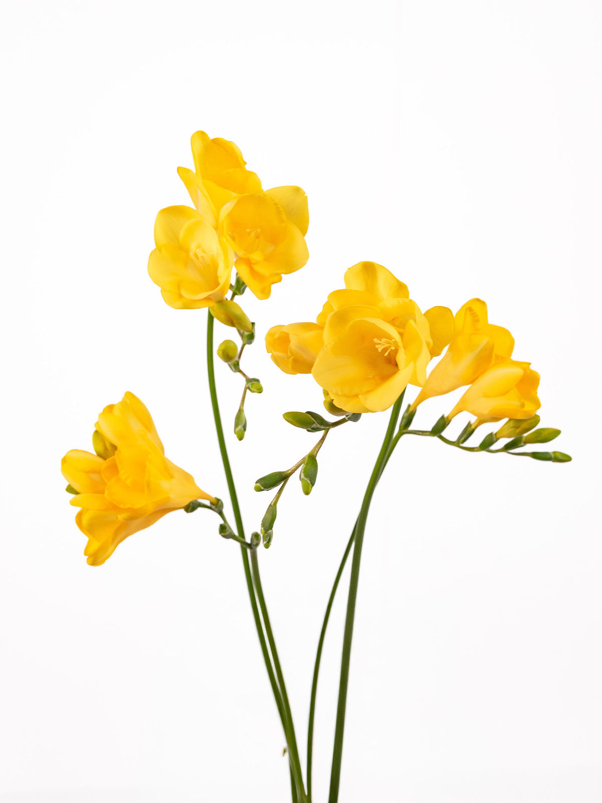 Freesia Yellow