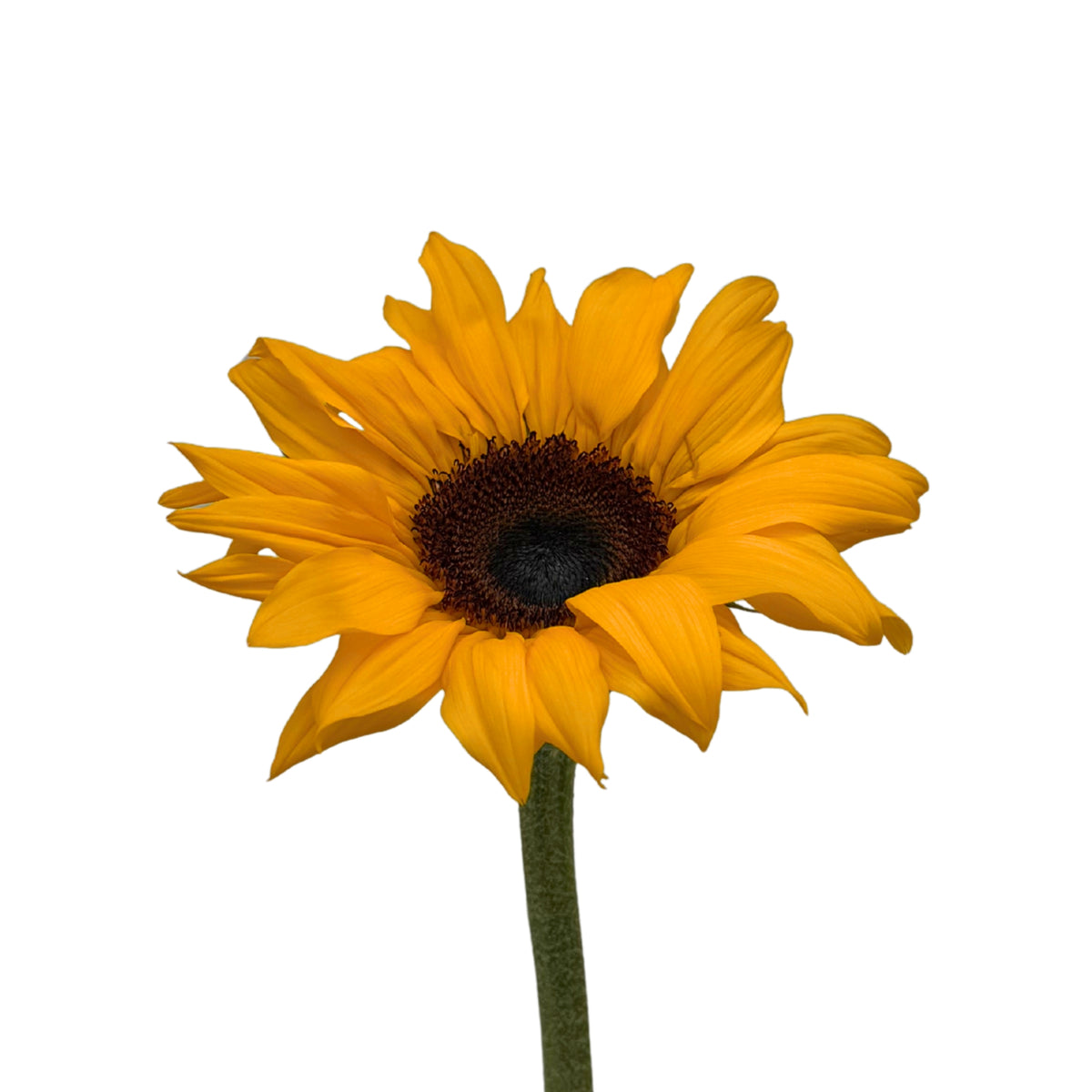 Sunflower Tavor