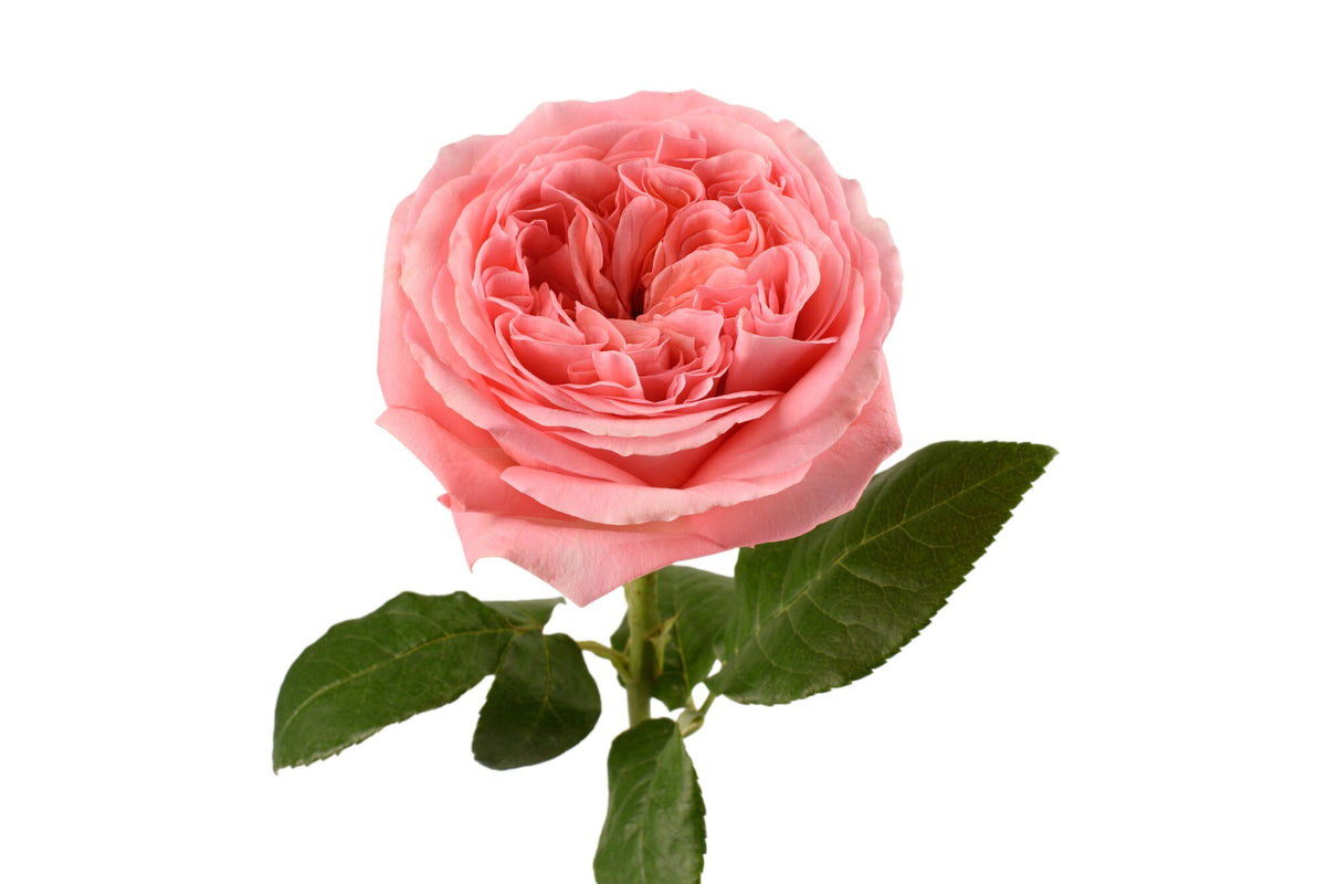 Pink X-Pression