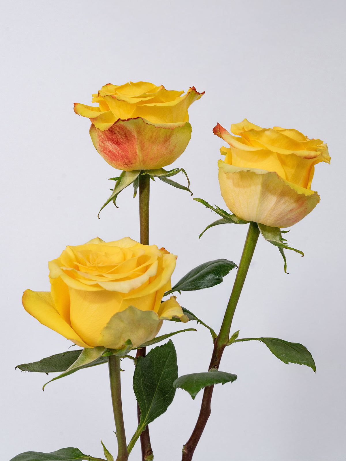 High & Yellow