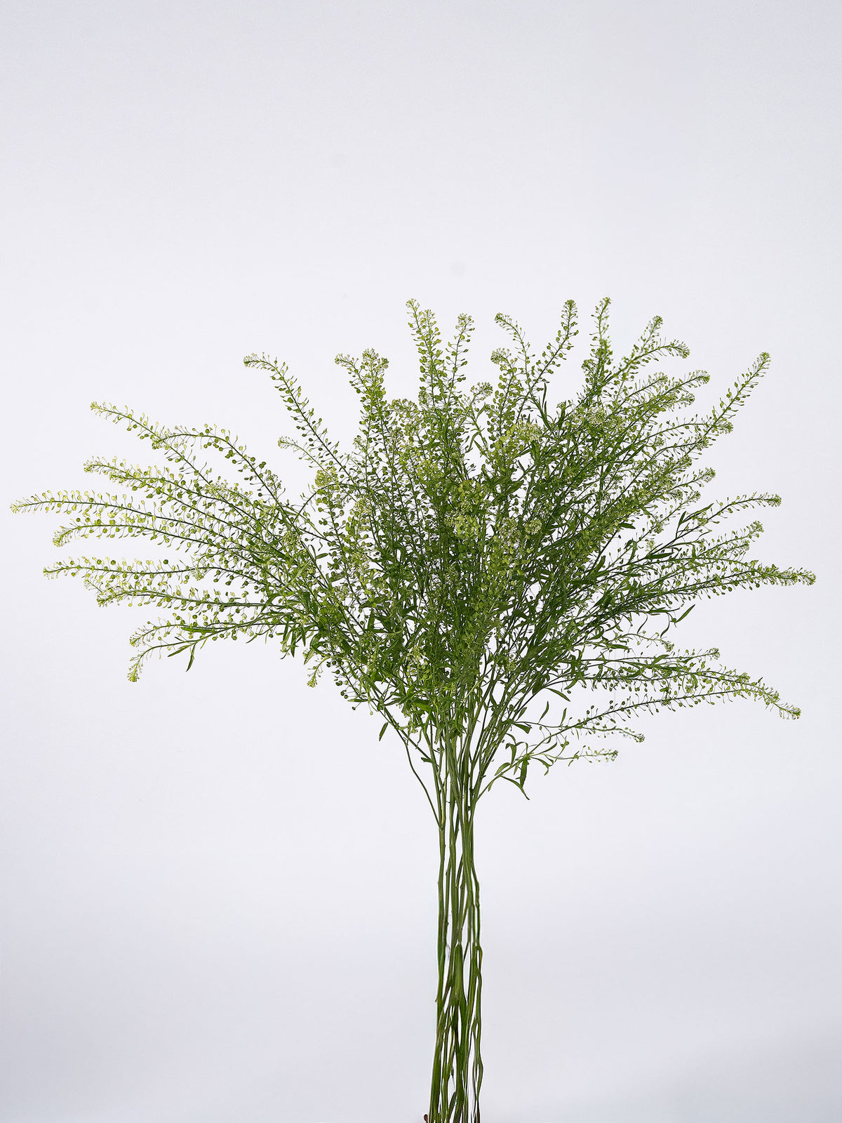 Lepidium Green