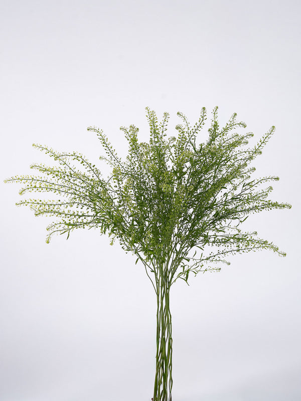 Lepidium