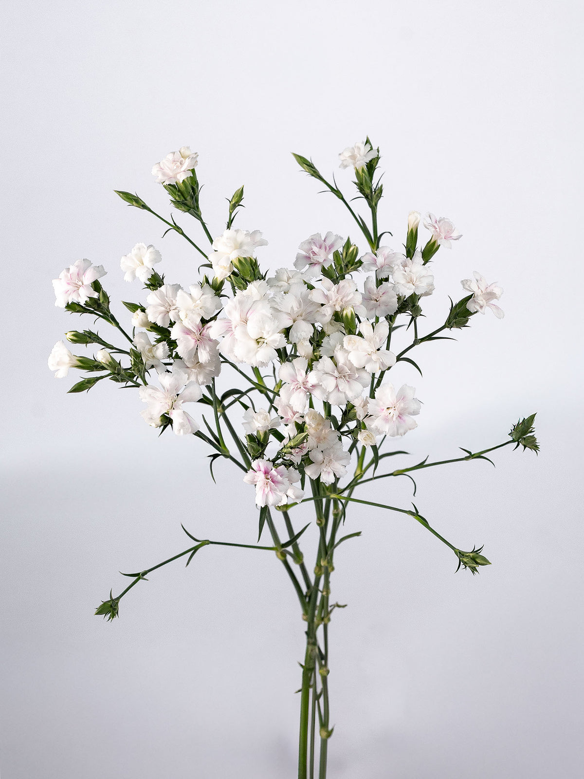 Lilliput Magic Frost