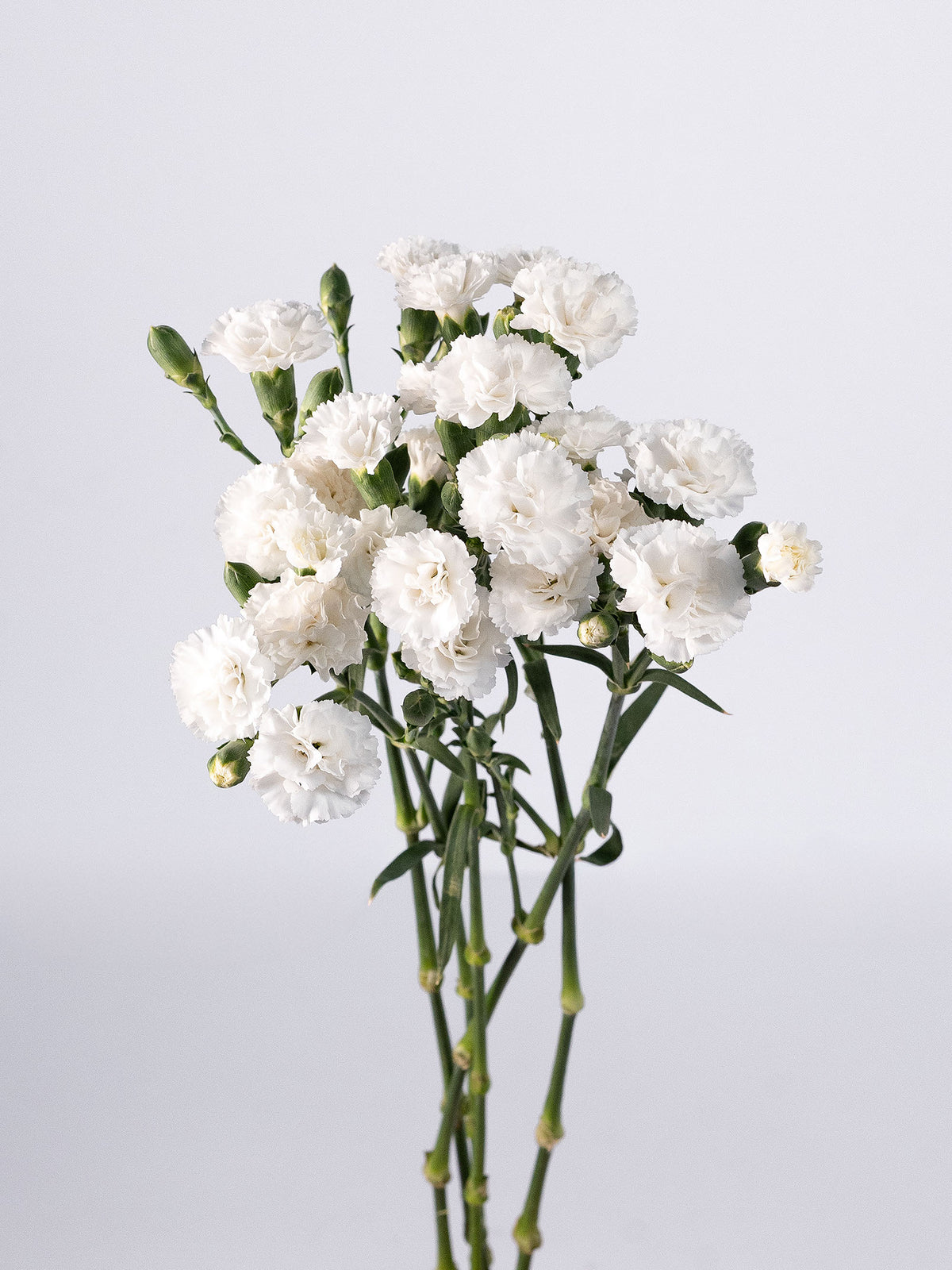 Lilliput Nauge