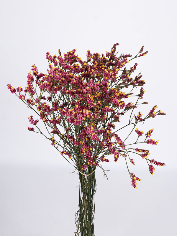 Limonium