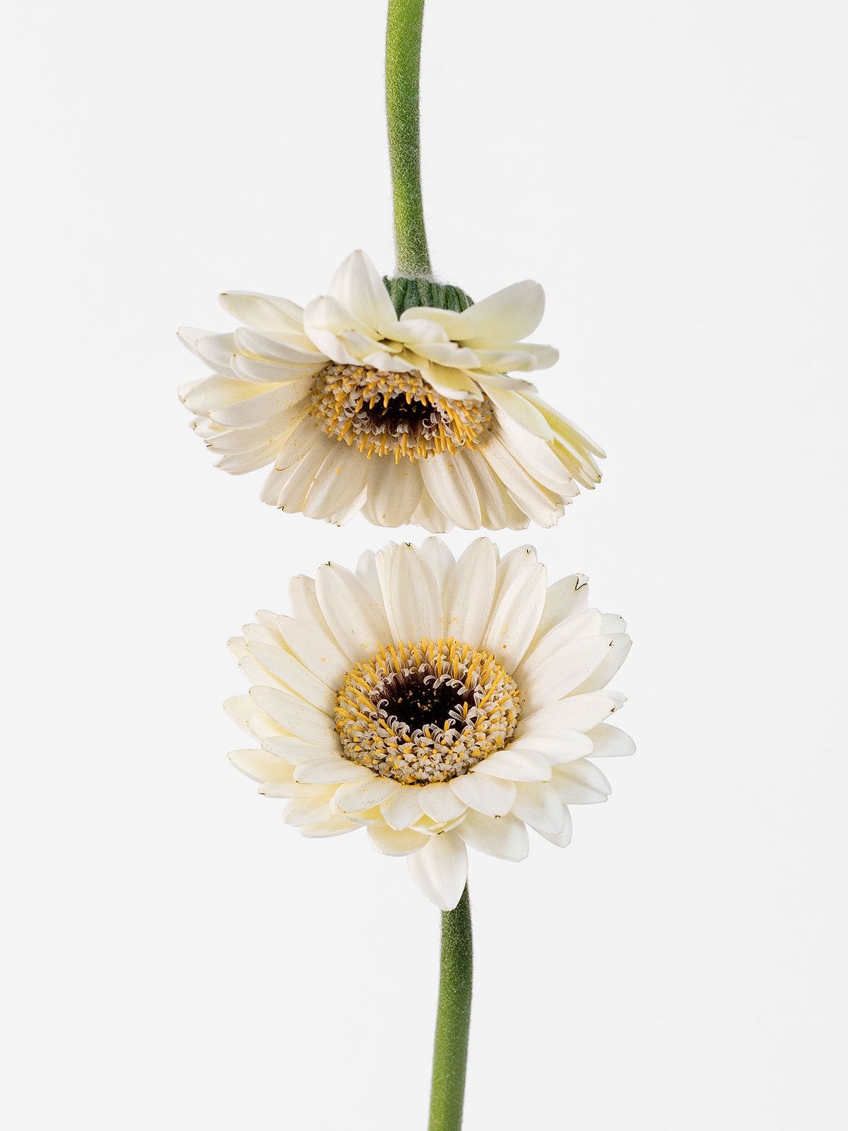 Mini Gerbera Livorno