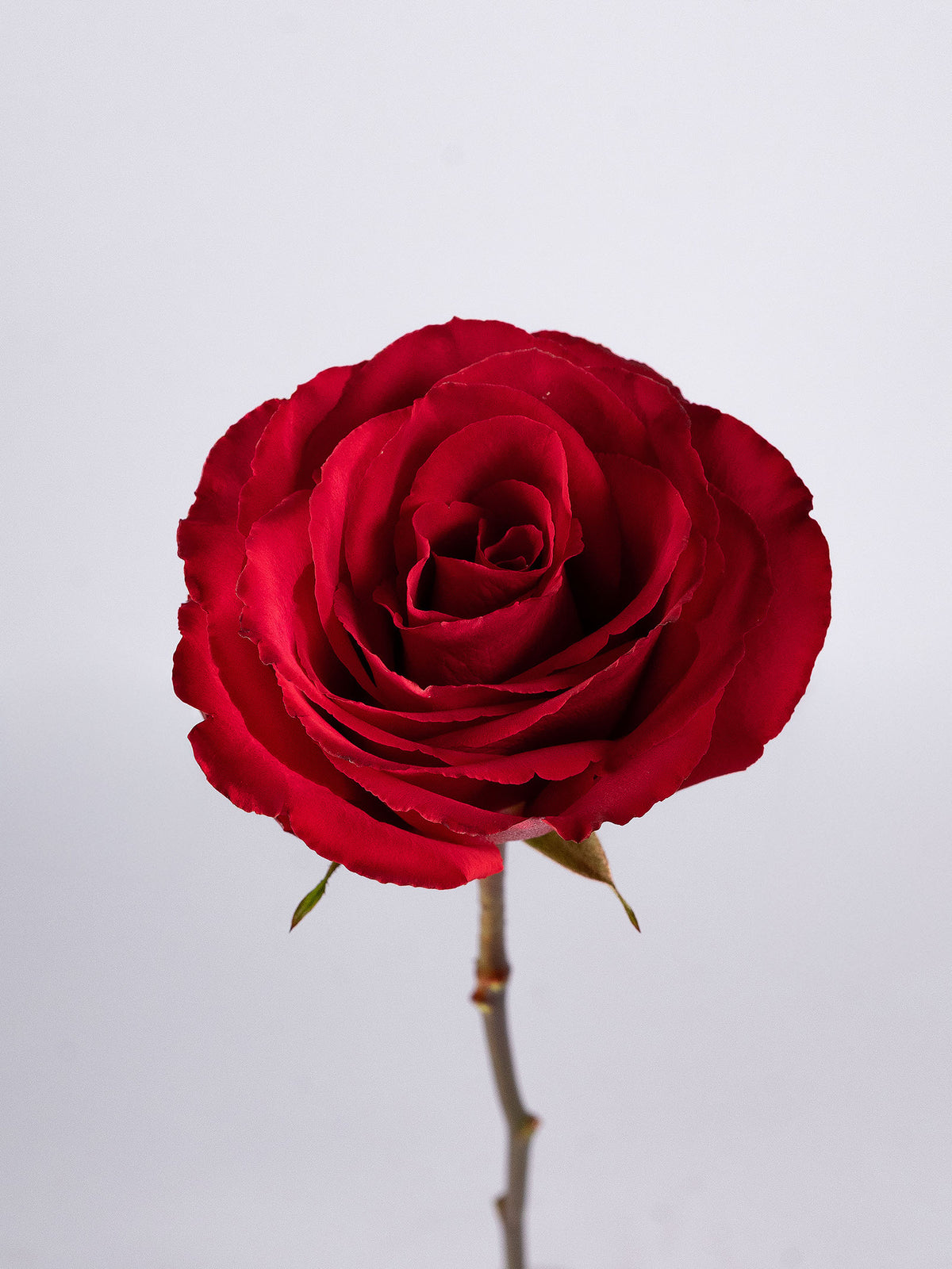 Madame Red