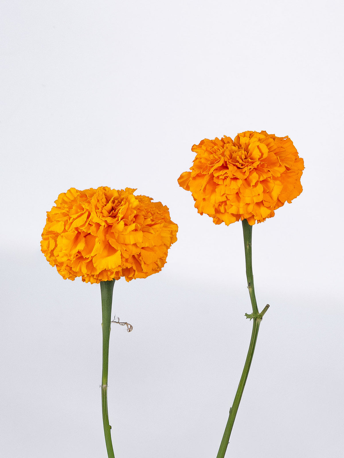 Marigold Orange