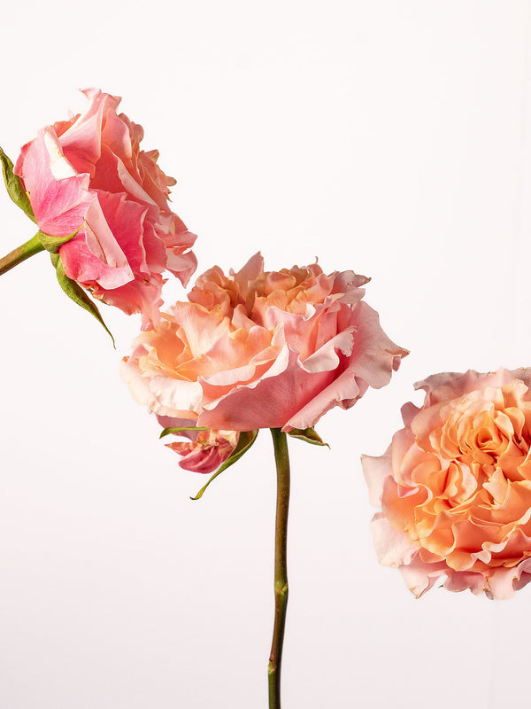 Garden Roses