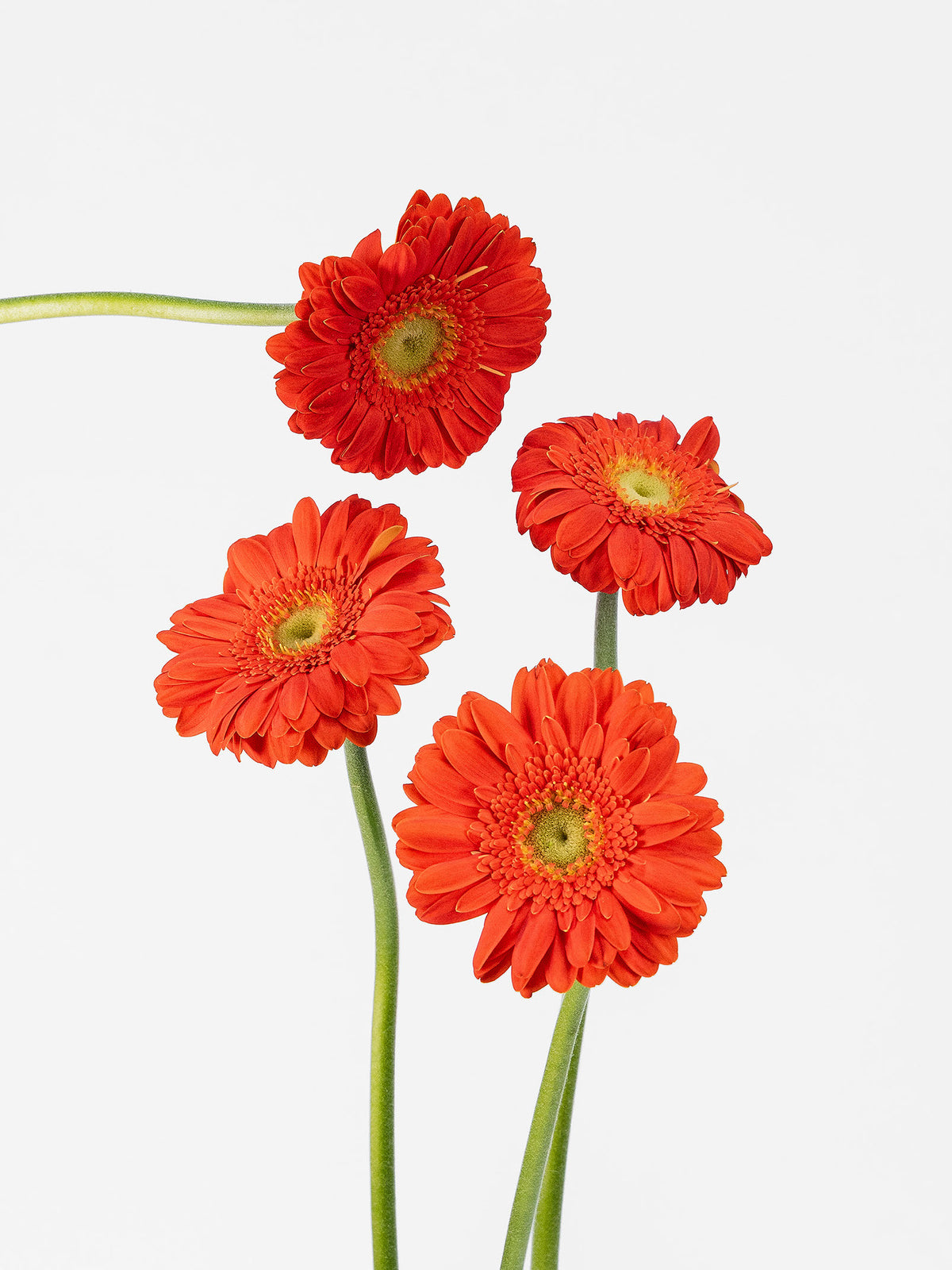 Mini Gerbera Monza