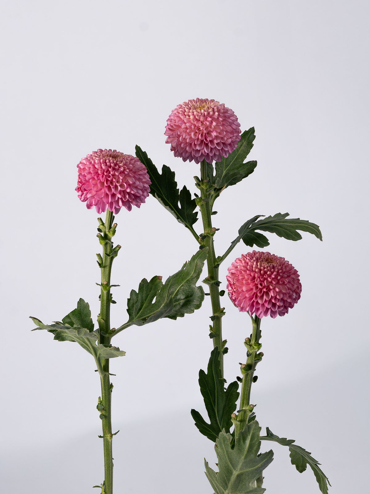Flashback