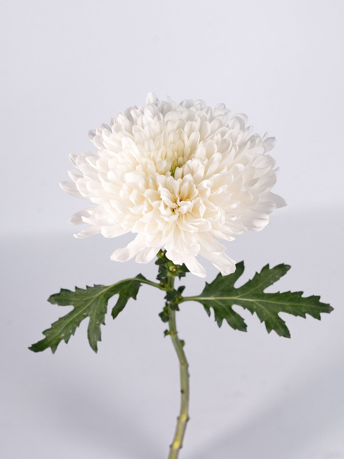 Mum Zembla White