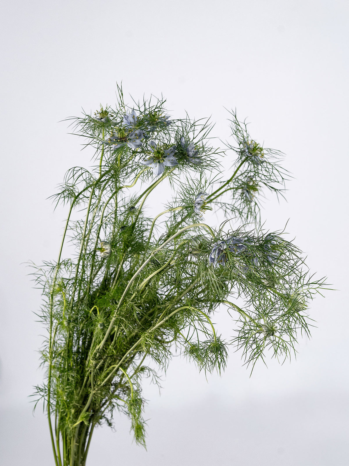 Nigella Sky Blue