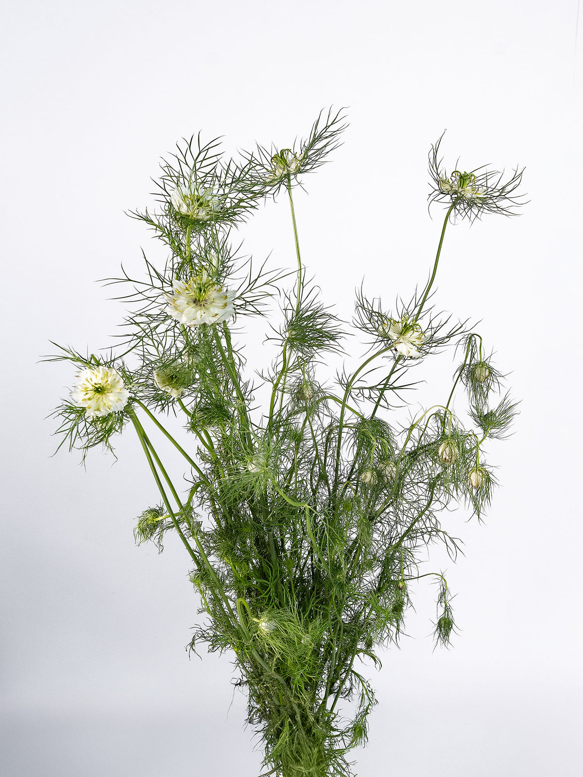 Nigella All White
