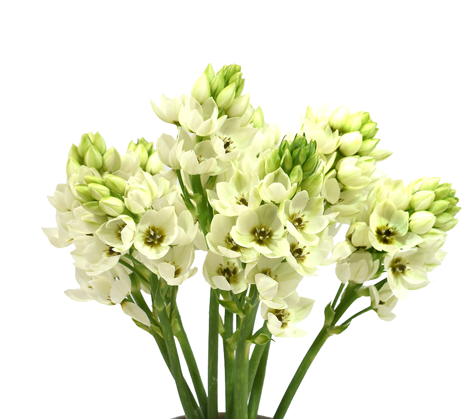 Dubium White