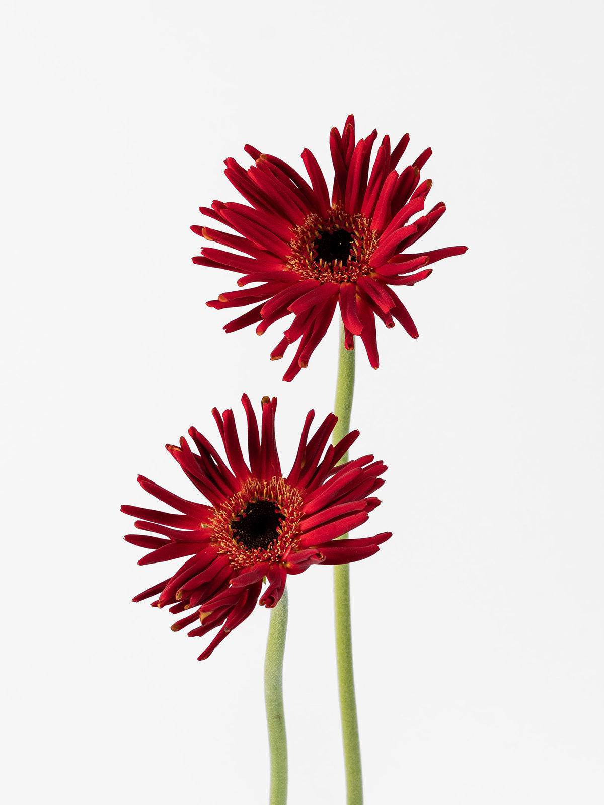 Mini Gerbera Pastini Soiree