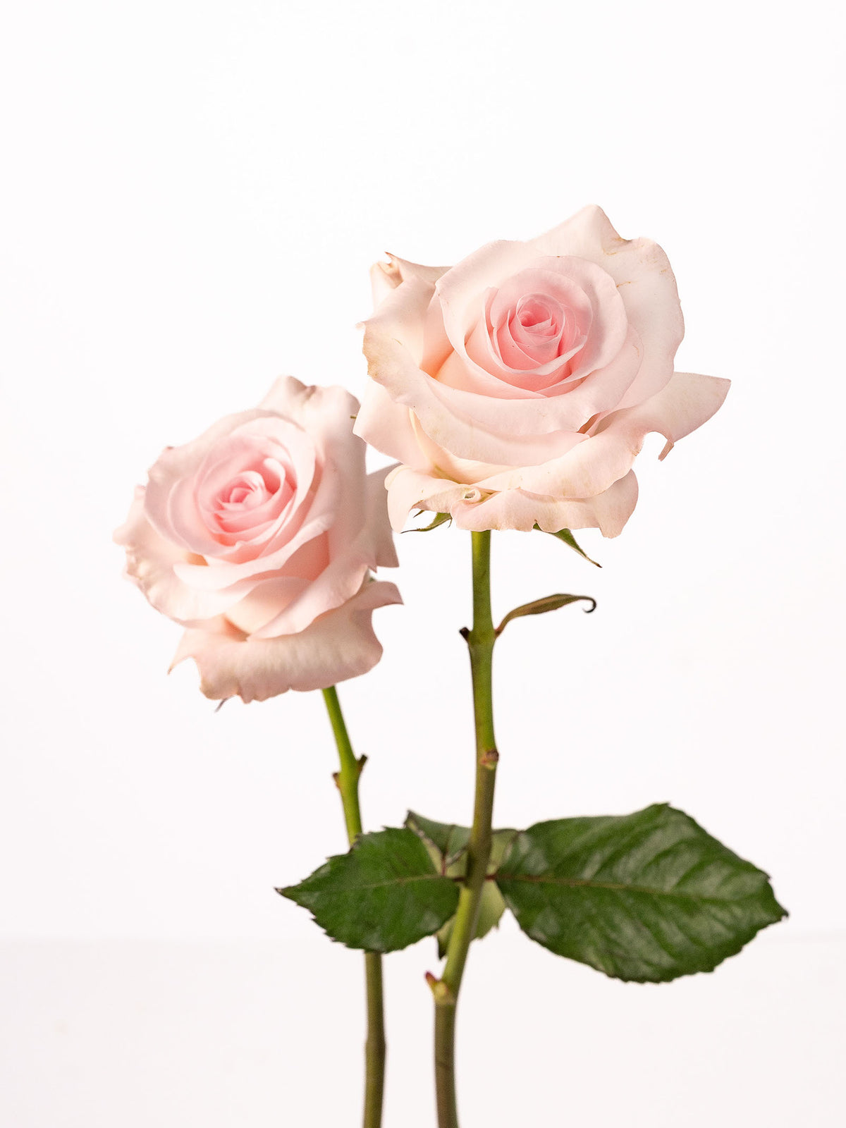 Pink Porcelain